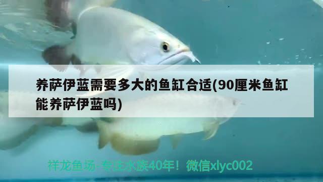 養(yǎng)薩伊藍(lán)需要多大的魚缸合適(90厘米魚缸能養(yǎng)薩伊藍(lán)嗎)