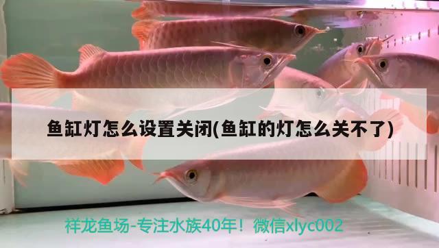 魚(yú)缸燈怎么設(shè)置關(guān)閉(魚(yú)缸的燈怎么關(guān)不了) 羅漢魚(yú)