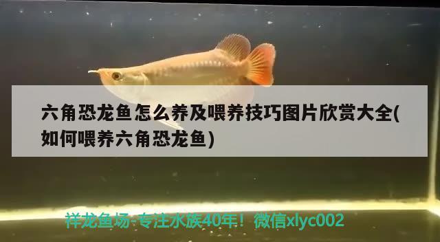 六角恐龍魚怎么養(yǎng)及喂養(yǎng)技巧圖片欣賞大全(如何喂養(yǎng)六角恐龍魚) 紅龍專用魚糧飼料