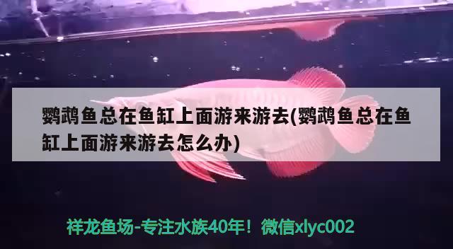 鸚鵡魚(yú)總在魚(yú)缸上面游來(lái)游去(鸚鵡魚(yú)總在魚(yú)缸上面游來(lái)游去怎么辦) 鸚鵡魚(yú)