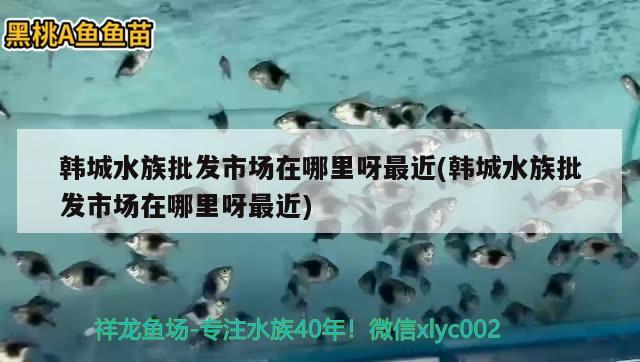 韓城水族批發(fā)市場在哪里呀最近(韓城水族批發(fā)市場在哪里呀最近) 觀賞魚水族批發(fā)市場