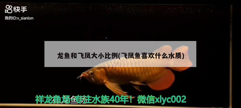 龍魚和飛鳳大小比例(飛鳳魚喜歡什么水質(zhì))