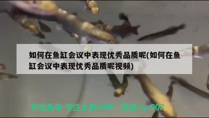 如何在魚缸會議中表現(xiàn)優(yōu)秀品質(zhì)呢(如何在魚缸會議中表現(xiàn)優(yōu)秀品質(zhì)呢視頻)