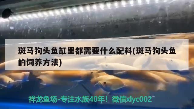 斑馬狗頭魚缸里都需要什么配料(斑馬狗頭魚的飼養(yǎng)方法) 斑馬狗頭魚