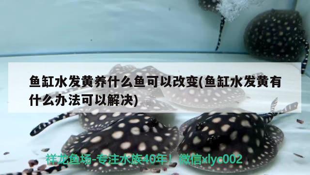 魚缸水發(fā)黃養(yǎng)什么魚可以改變(魚缸水發(fā)黃有什么辦法可以解決) 藍(lán)底過背金龍魚