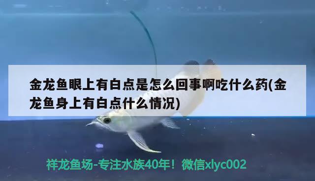 金龍魚眼上有白點是怎么回事啊吃什么藥(金龍魚身上有白點什么情況)