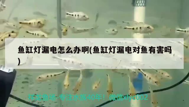 魚缸燈漏電怎么辦啊(魚缸燈漏電對魚有害嗎)