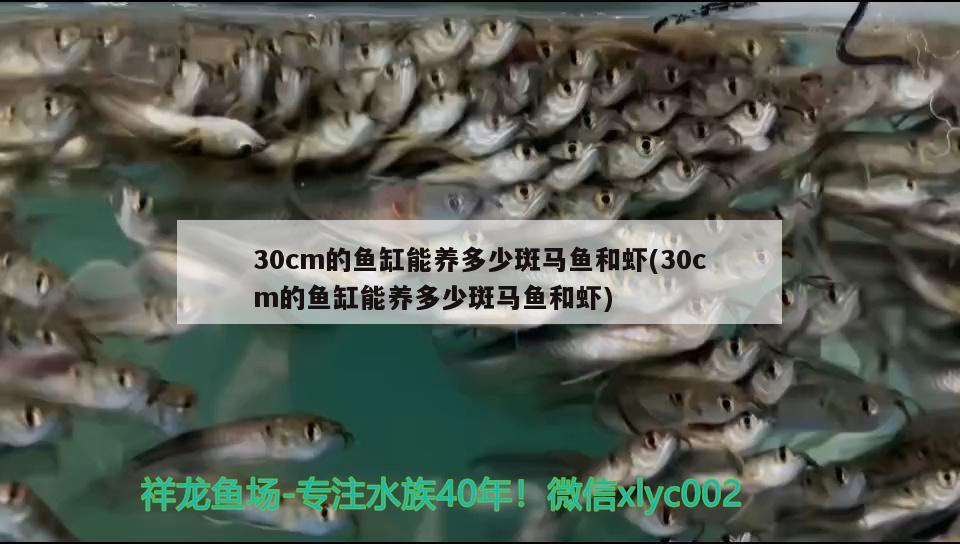 30cm的魚缸能養(yǎng)多少斑馬魚和蝦(30cm的魚缸能養(yǎng)多少斑馬魚和蝦)