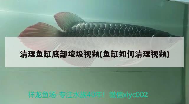 清理魚(yú)缸底部垃圾視頻(魚(yú)缸如何清理視頻)