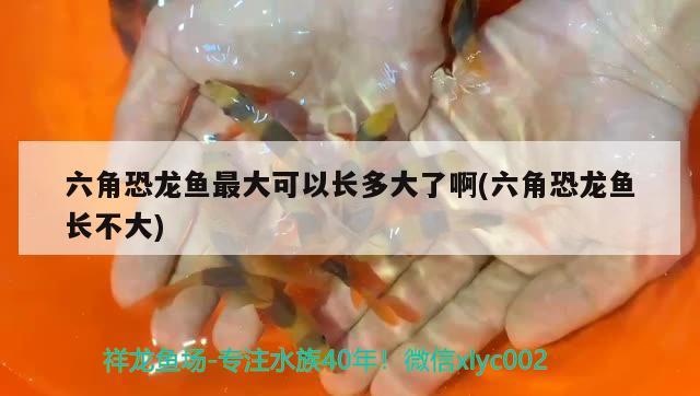 六角恐龍魚最大可以長(zhǎng)多大了啊(六角恐龍魚長(zhǎng)不大)