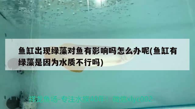 魚(yú)缸出現(xiàn)綠藻對(duì)魚(yú)有影響嗎怎么辦呢(魚(yú)缸有綠藻是因?yàn)樗|(zhì)不行嗎)