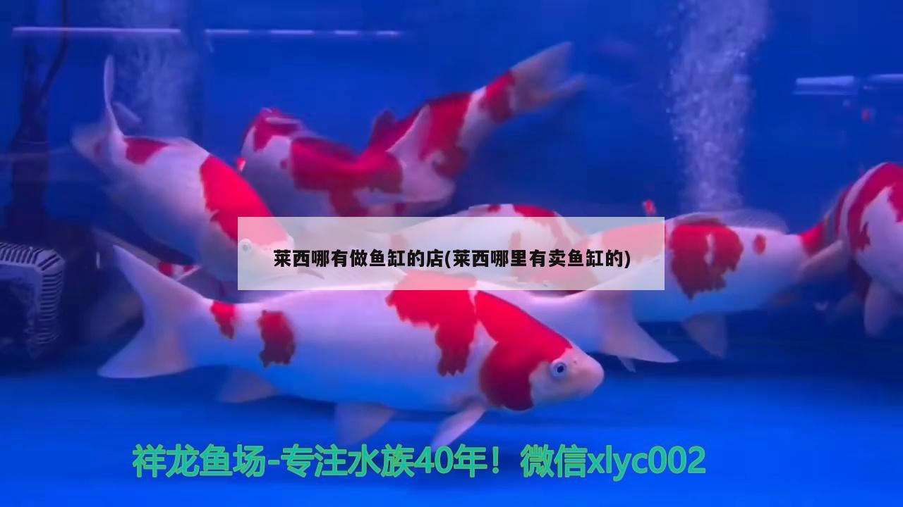 萊西哪有做魚缸的店(萊西哪里有賣魚缸的) 過濾設備