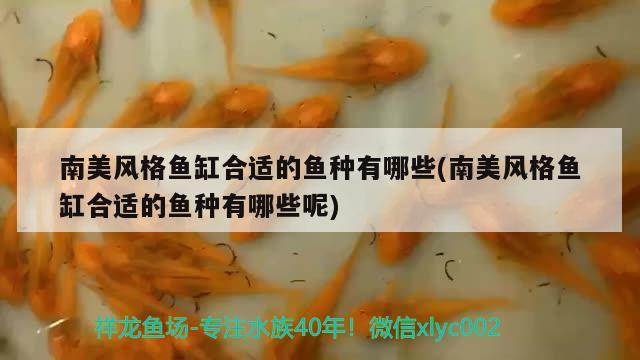 南美風(fēng)格魚缸合適的魚種有哪些(南美風(fēng)格魚缸合適的魚種有哪些呢) 福滿鉆魚