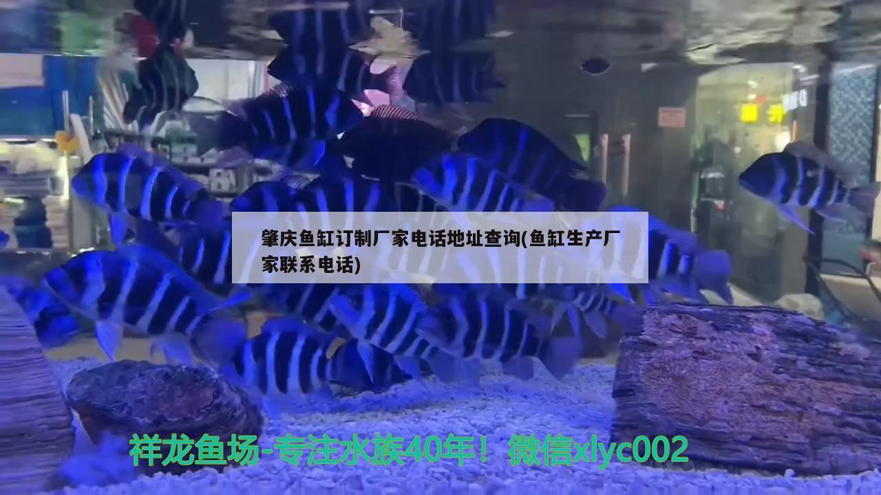 肇慶魚缸訂制廠家電話地址查詢(魚缸生產(chǎn)廠家聯(lián)系電話)