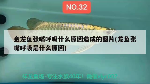 金龍魚張嘴呼吸什么原因造成的圖片(龍魚張嘴呼吸是什么原因) 南美異形觀賞魚