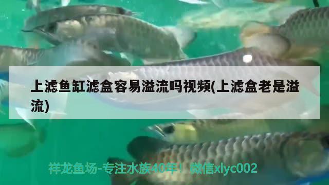 上濾魚缸濾盒容易溢流嗎視頻(上濾盒老是溢流)