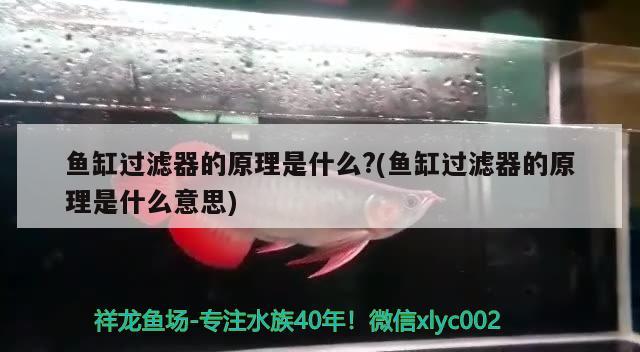 魚缸過濾器的原理是什么?(魚缸過濾器的原理是什么意思)