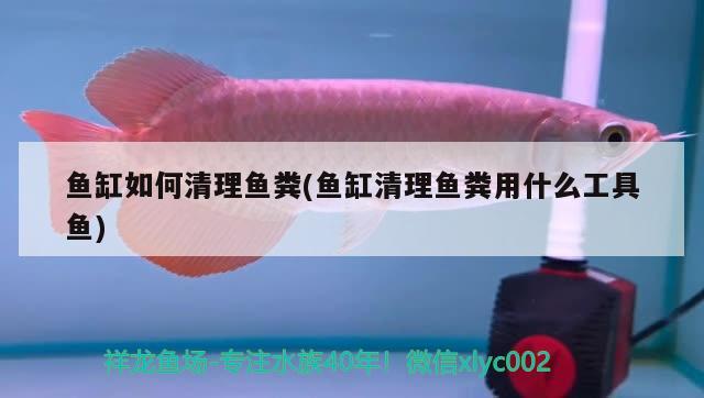 魚缸如何清理魚糞(魚缸清理魚糞用什么工具魚) 恐龍王魚