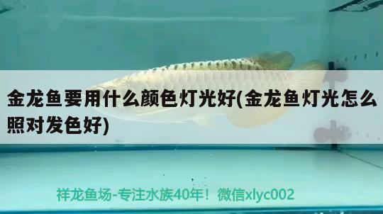 金龍魚要用什么顏色燈光好(金龍魚燈光怎么照對(duì)發(fā)色好) 照明器材