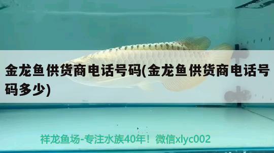 金龍魚(yú)供貨商電話號(hào)碼(金龍魚(yú)供貨商電話號(hào)碼多少)