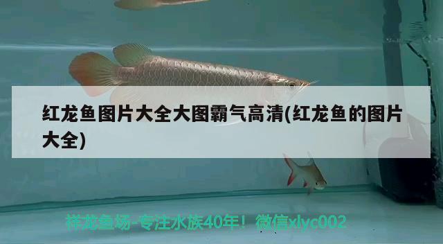 紅龍魚(yú)圖片大全大圖霸氣高清(紅龍魚(yú)的圖片大全) 白子銀版魚(yú)