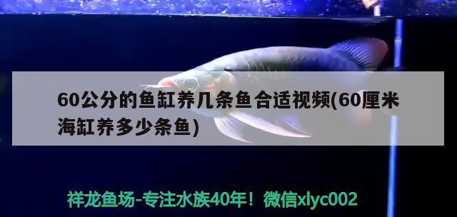 60公分的魚缸養(yǎng)幾條魚合適視頻(60厘米海缸養(yǎng)多少條魚)