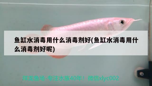 魚(yú)缸水消毒用什么消毒劑好(魚(yú)缸水消毒用什么消毒劑好呢) 黑影道人魚(yú)