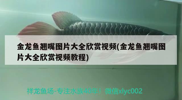 金龍魚翹嘴圖片大全欣賞視頻(金龍魚翹嘴圖片大全欣賞視頻教程) 魚缸百科