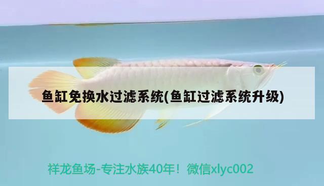 魚缸免換水過濾系統(tǒng)(魚缸過濾系統(tǒng)升級(jí)) 鴨嘴鯊魚