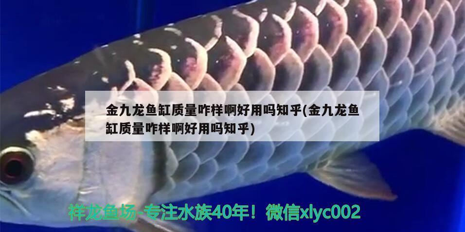 金九龍魚缸質(zhì)量咋樣啊好用嗎知乎(金九龍魚缸質(zhì)量咋樣啊好用嗎知乎) 三間鼠魚苗