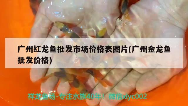 廣州紅龍魚批發(fā)市場價格表圖片(廣州金龍魚批發(fā)價格) 龍魚批發(fā)