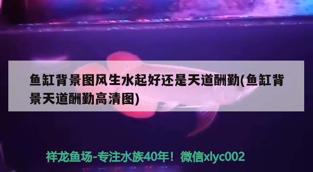 魚缸背景圖風(fēng)生水起好還是天道酬勤(魚缸背景天道酬勤高清圖)