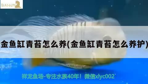 金魚缸青苔怎么養(yǎng)(金魚缸青苔怎么養(yǎng)護(hù)) 除藻劑