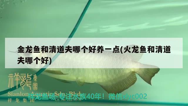 金龍魚(yú)和清道夫哪個(gè)好養(yǎng)一點(diǎn)(火龍魚(yú)和清道夫哪個(gè)好) 金龍福龍魚(yú)