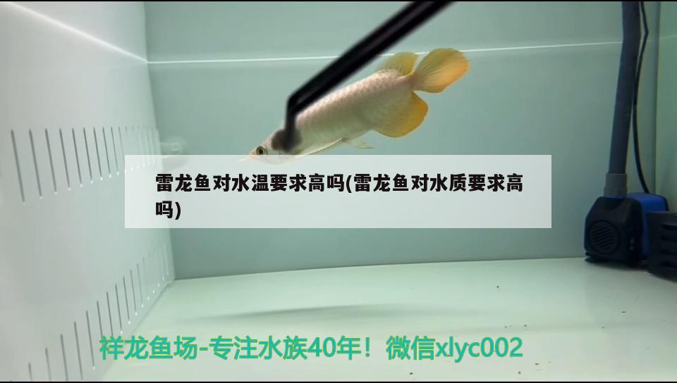 雷龍魚(yú)對(duì)水溫要求高嗎(雷龍魚(yú)對(duì)水質(zhì)要求高嗎) 黃金達(dá)摩魚(yú)