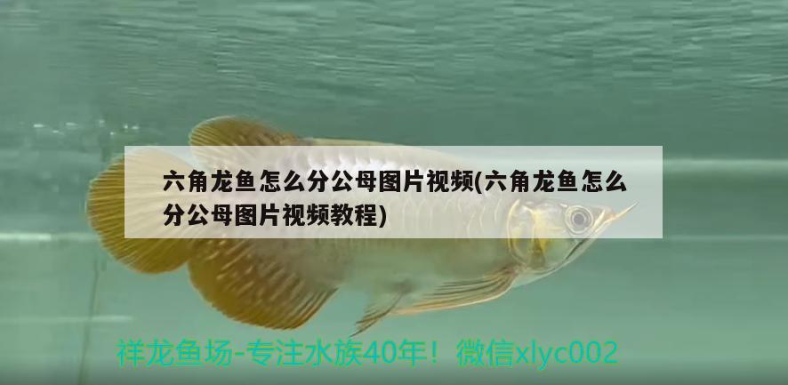 六角龍魚(yú)怎么分公母圖片視頻(六角龍魚(yú)怎么分公母圖片視頻教程) 豬鼻龜百科