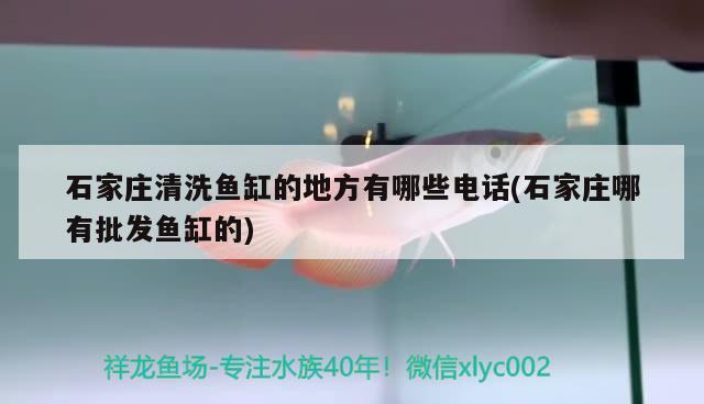 石家莊清洗魚缸的地方有哪些電話(石家莊哪有批發(fā)魚缸的) 女王大帆魚