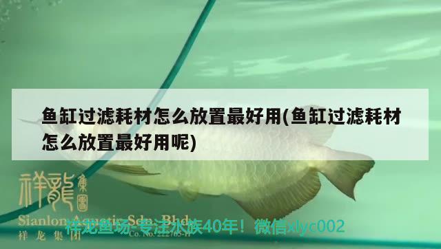 魚缸過濾耗材怎么放置最好用(魚缸過濾耗材怎么放置最好用呢) 印尼虎苗