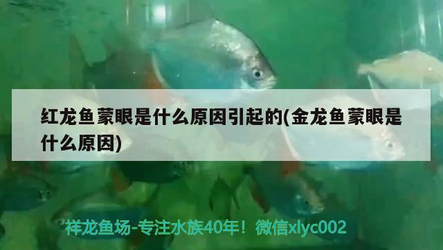 紅龍魚蒙眼是什么原因引起的(金龍魚蒙眼是什么原因) 觀賞魚市場