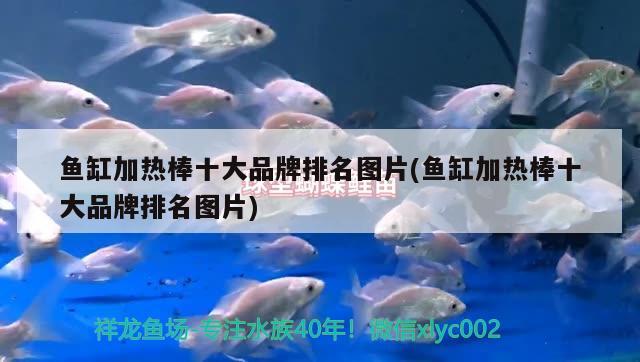 魚缸加熱棒十大品牌排名圖片(魚缸加熱棒十大品牌排名圖片)