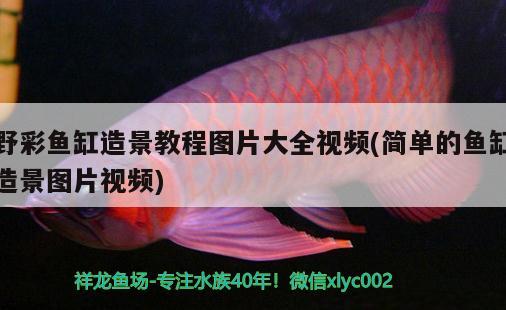 野彩魚缸造景教程圖片大全視頻(簡單的魚缸造景圖片視頻) 野彩魚