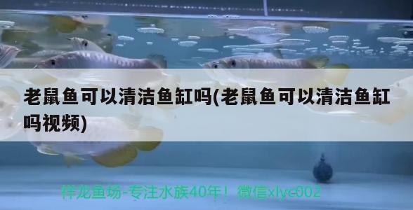 老鼠魚可以清潔魚缸嗎(老鼠魚可以清潔魚缸嗎視頻) 過背金龍魚