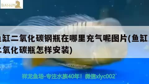 魚缸二氧化碳鋼瓶在哪里充氣呢圖片(魚缸里二氧化碳瓶怎樣安裝) 二氧化碳設(shè)備