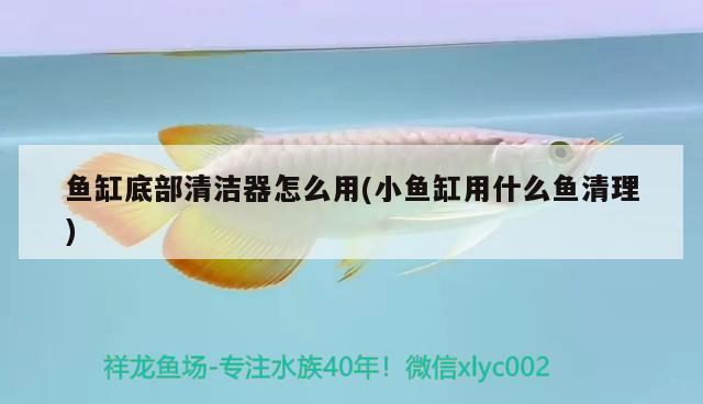 魚缸底部清潔器怎么用(小魚缸用什么魚清理)