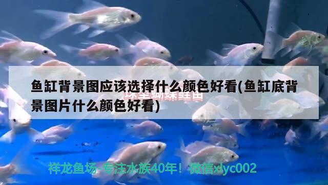 魚缸背景圖應(yīng)該選擇什么顏色好看(魚缸底背景圖片什么顏色好看) 細(xì)線銀板魚苗