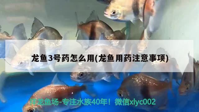 龍魚3號藥怎么用(龍魚用藥注意事項)