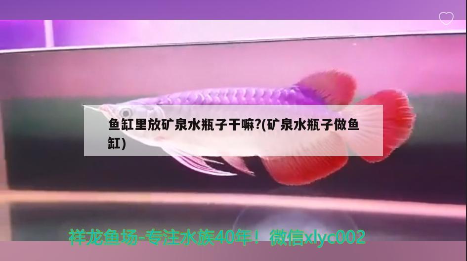 魚缸里放礦泉水瓶子干嘛？(礦泉水瓶子做魚缸) 魚缸凈水劑