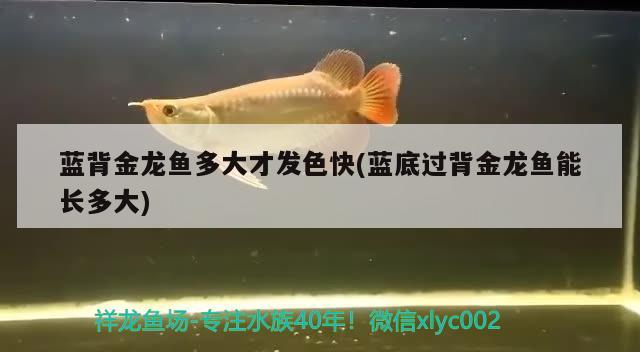 藍(lán)背金龍魚多大才發(fā)色快(藍(lán)底過背金龍魚能長多大)