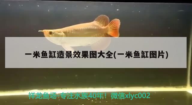 一米魚缸造景效果圖大全(一米魚缸圖片) 白子紅龍魚