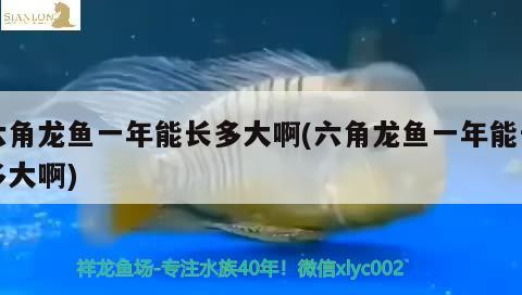 六角龍魚(yú)一年能長(zhǎng)多大啊(六角龍魚(yú)一年能長(zhǎng)多大啊) 祥龍金禾金龍魚(yú)